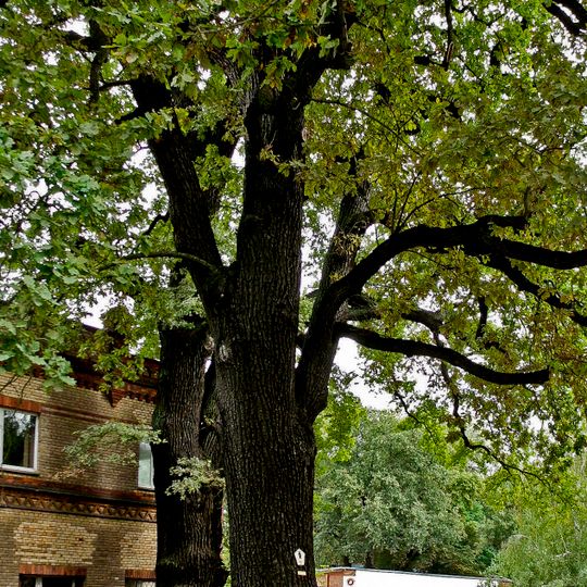 Naturdenkmal [[Eichen