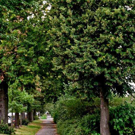 Naturdenkmal [[Linden