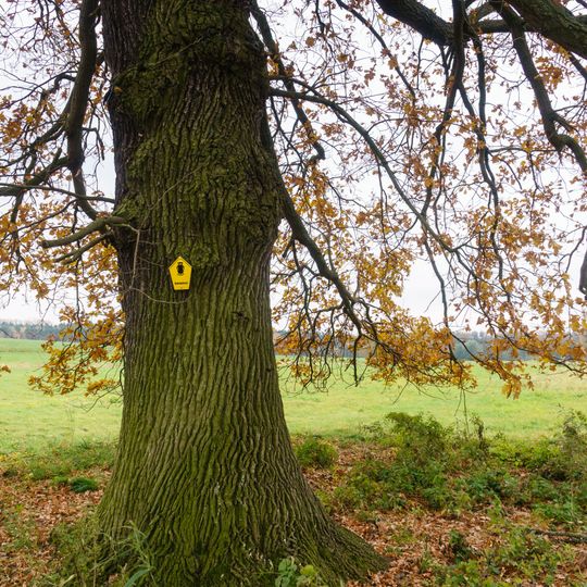 Stieleiche Mark Schönstädt