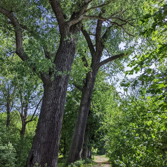 Alej javorů, lip, topolů, jasanů