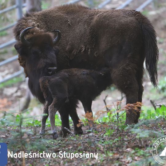 Pokazowa zagroda żubrów w Mucznem