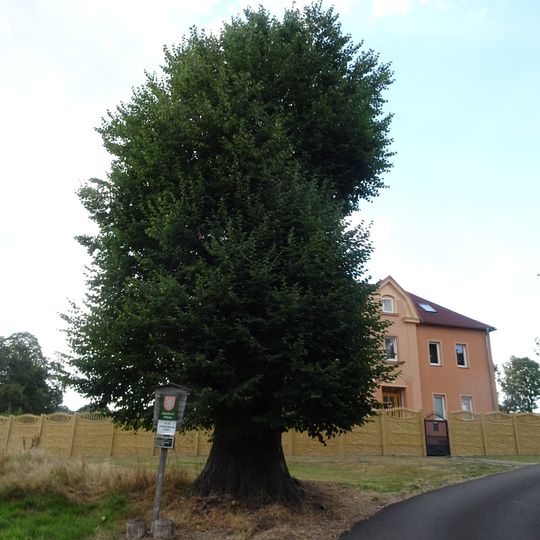 Lípa v Císařském