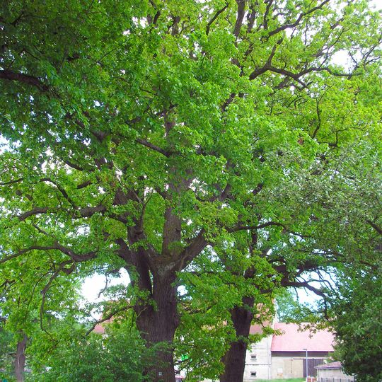 Duby u dvora Plavnice