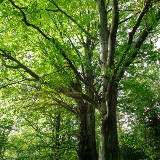 Buková alej v ulici Pod Lesem