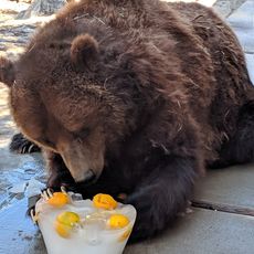Big Bear Alpine Zoo