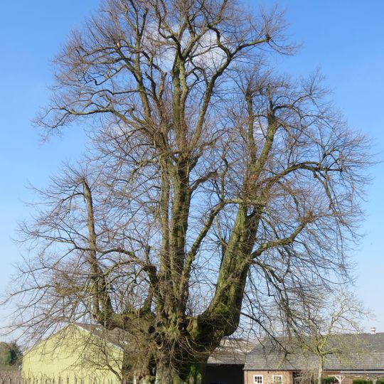 Tilleul de Sambeek