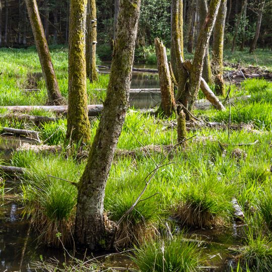 Bachaue des Röthenbachs östlich von Ungestetten