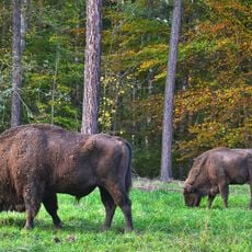 Pokazowa Zagroda Żubrów Nadleśnictwa Rybnik w Raciborzu-Brzeziu