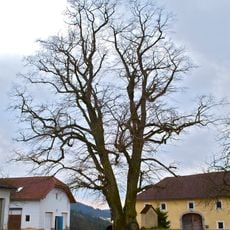 Zwillingslinde in Silberberg