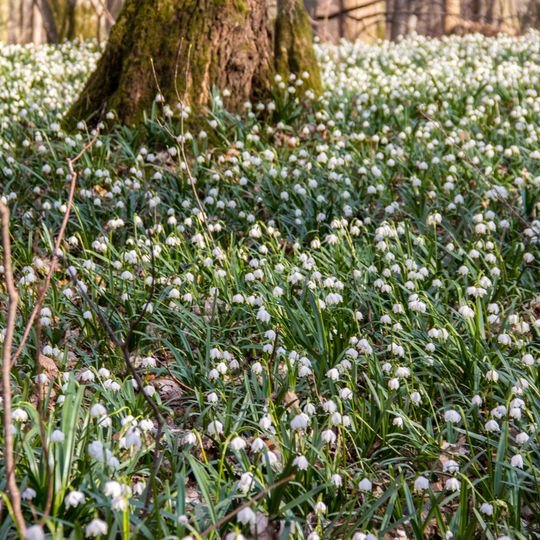 Märzenbecherwald bei Ettenstatt