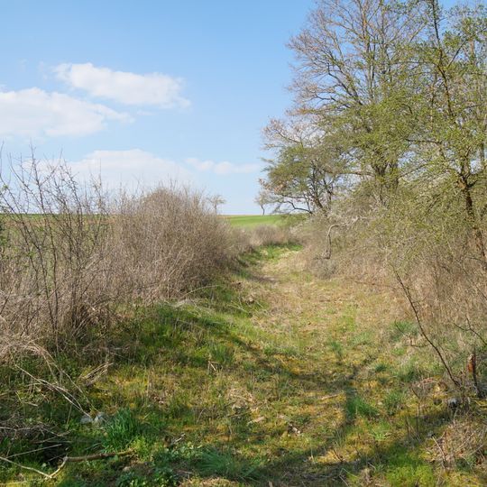Halbtrockenrasen und Hohlweg  Wacholder