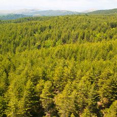 Skiritida forest