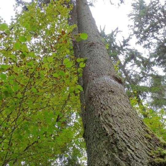 Noriūnai forest spruce