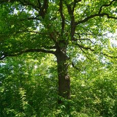 Eiche am Wasserberg