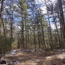 White Pine Park
