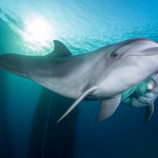 Dolphin Reef