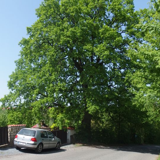 Dub letní u Holíků