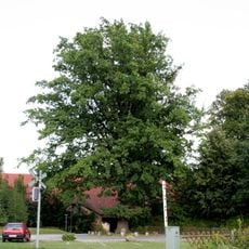 König-Albert-Eiche