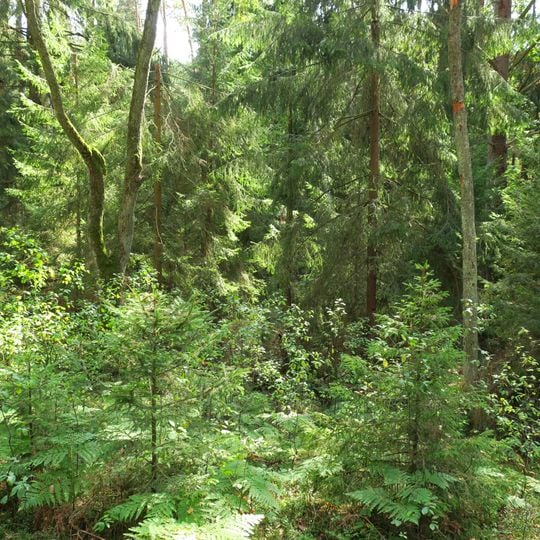 Rezerwat przyrody Łokieć