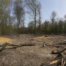 Hambach Forest