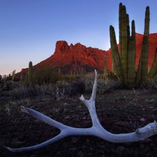 Organ Pipe Cactus National Monument