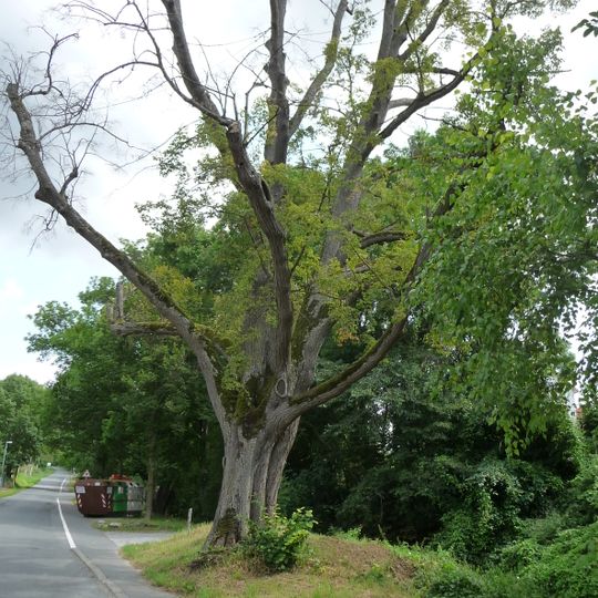 Naturdenkmal 1 Linde Ortsetter