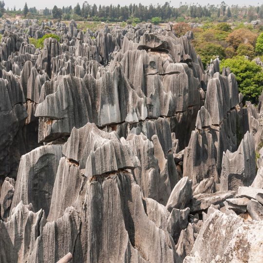 Stone Forest