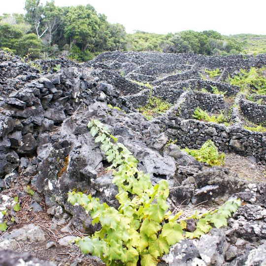 Zona da Cultura da Vinha da Ilha do Pico