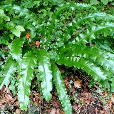 Stenders Quarry SSSI