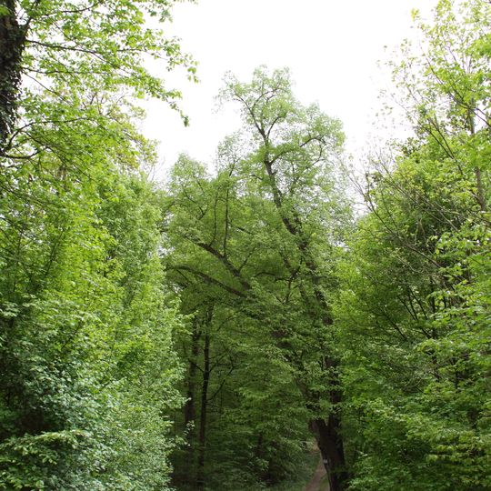 Winterlinde Bockstall