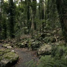 Dorrigo National Park