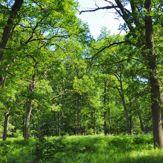 Kienhorst/Köllnseen/Eichheide