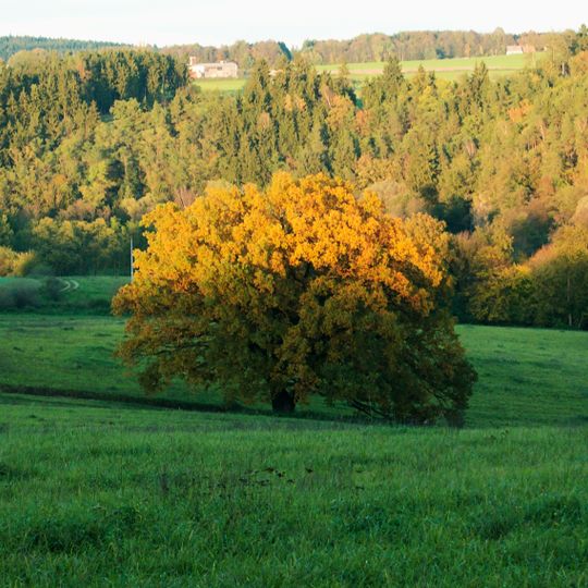 Oak near Paleček's mill