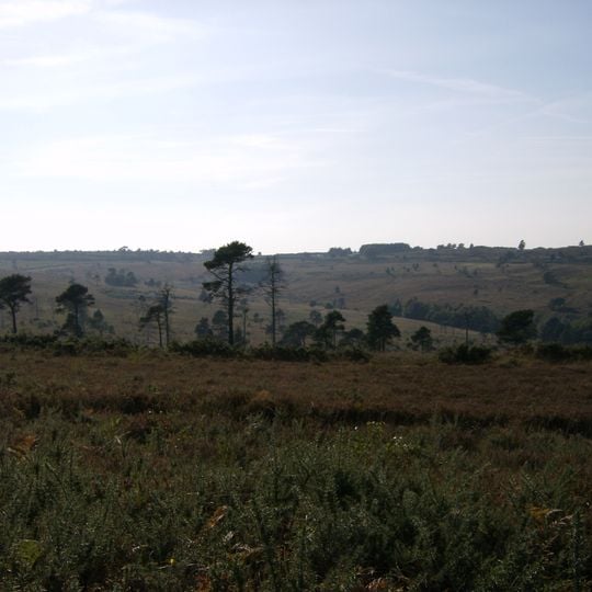 Ashdown Forest