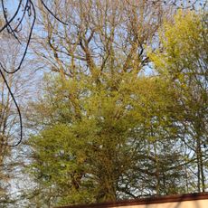 Stieleiche (Quercus robur) in Niemtsch Senftenberger See, am westlichen Seeufer, auf Fischereigrundstück