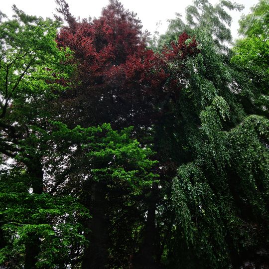 Buchengruppe am Grundstück Georgengarten 1 B
