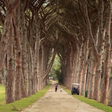Túneis naturais de árvores e caminhos arqueados