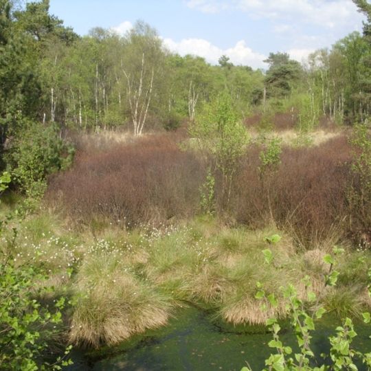 Holler- und Wittemoor