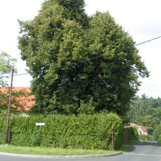 Lípa malolistá v Dolní Kamenici