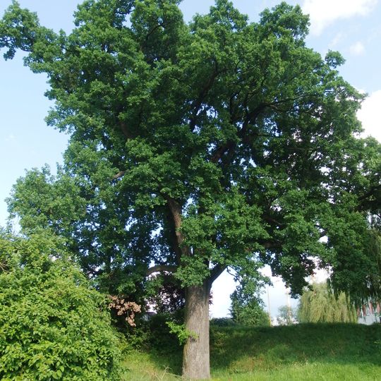 Dub na ulici K. Čapka