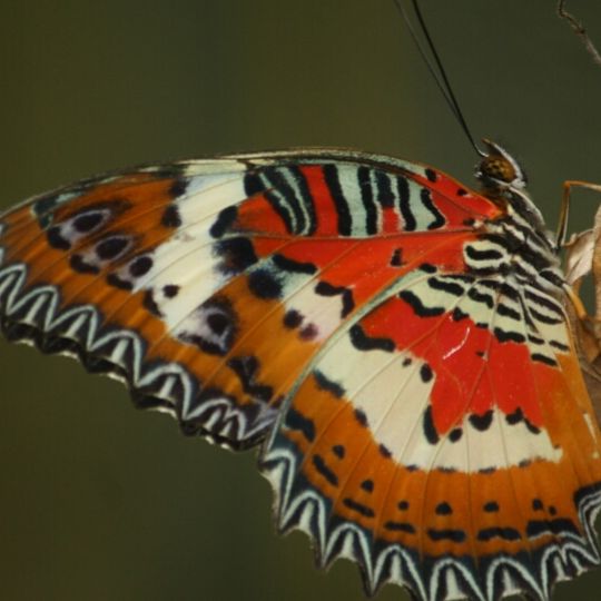 Gita Persada Butterfly Park
