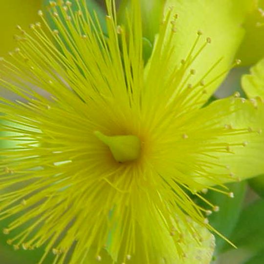 Jardín botánico de Indiana
