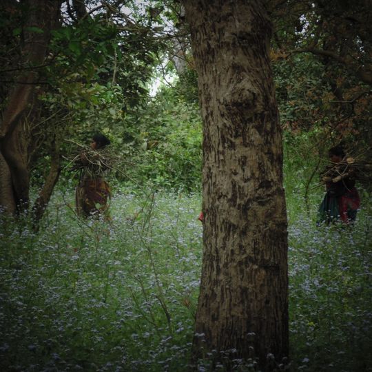 Pilibhit Tiger Reserve