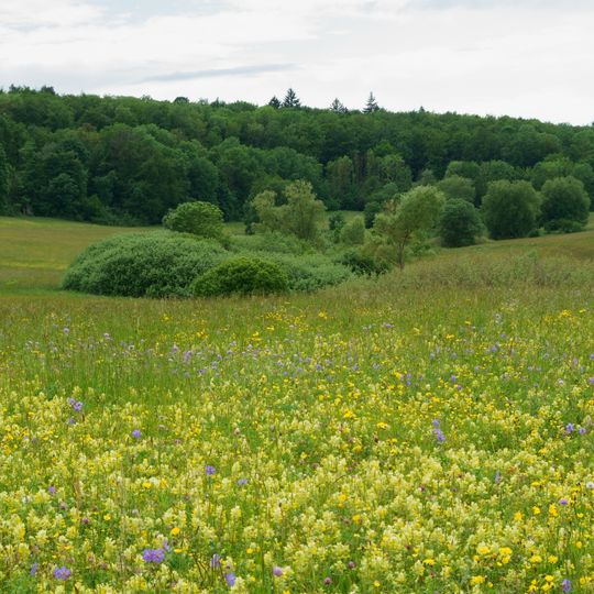 Feuchtbiotop Thomaried