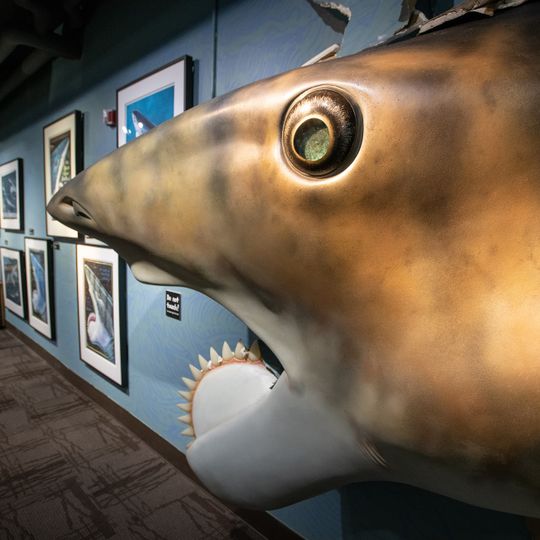 Idaho Museum of Natural History