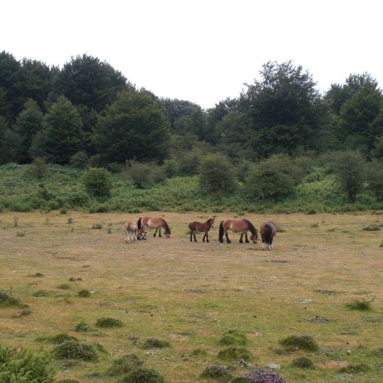 Parzonería de Encía
