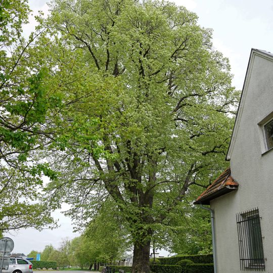 Lípa u hřbitova v Říčanech