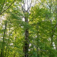 Esskastanie bei Gersdorf