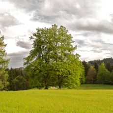 Zwei Linden in Haibach im Mühlkreis