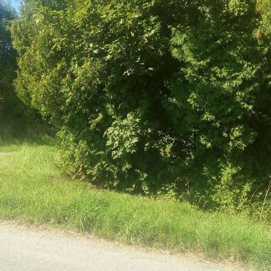 Kříž východně od Salačovy Lhoty